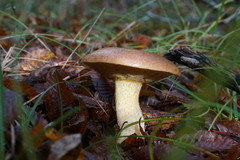 Suillus bellinii