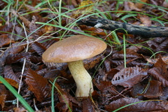 Suillus bellinii