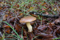 Suillus bellinii