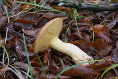 Suillus bellinii