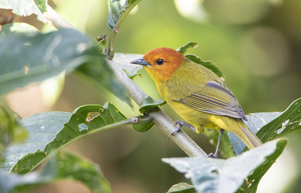 Rust-and-yellow Tanager (Thlypopsis ruficeps) photo
