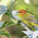 Rust-and-yellow Tanager - Photo (c) David F. Belmonte, some rights reserved (CC BY-NC), uploaded by David F. Belmonte
