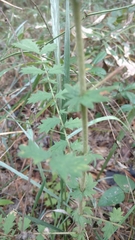 Agrimonia incisa