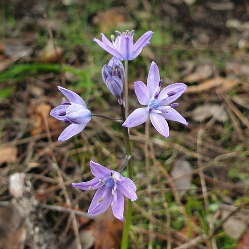 Single-Leaved Squill