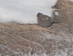 Leucosticte arctoa