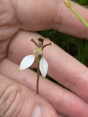 Eriochilus