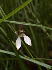 Eriochilus