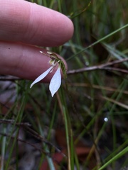 Eriochilus