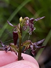 Genoplesium simulans