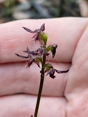 Genoplesium simulans