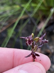 Genoplesium simulans