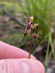 Genoplesium simulans