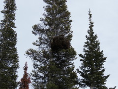 Arceuthobium vaginatum