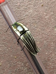 Chalcolepidius zonatus