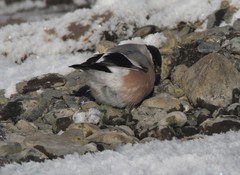 Pyrrhula pyrrhula cassinii