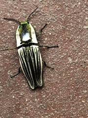 Chalcolepidius zonatus