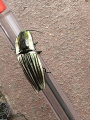 Chalcolepidius zonatus