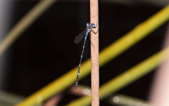 Austrolestes minjerriba