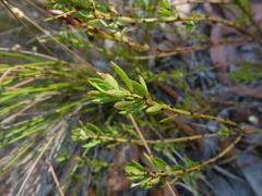 Phyllanthus striaticaulis