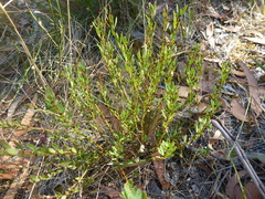 Phyllanthus striaticaulis