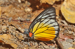 Prioneris philonome