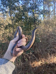 Farancia erytrogramma erytrogramma