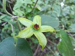 Gonolobus erianthus