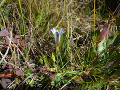 Gentiana newberryi tiogana