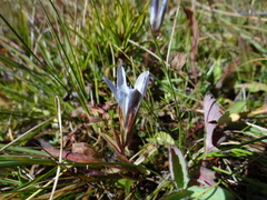 Gentiana newberryi tiogana