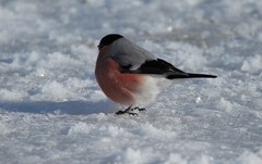 Pyrrhula pyrrhula cassinii