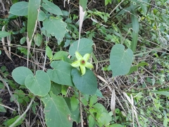 Gonolobus erianthus
