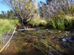 Gentiana newberryi tiogana