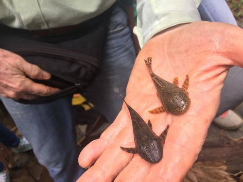 Cauca bristlenose (Lasiancistrus caucanus) — Loricariidae