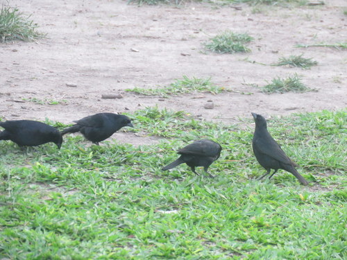 Screaming Cowbird (Molothrus rufoaxillaris), photo 5