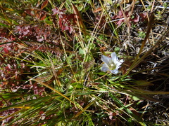 Gentiana newberryi tiogana