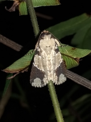 Condica cupentia
