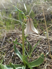 Fritillaria striata