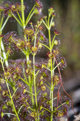 Drosera porrecta