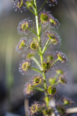 Drosera porrecta