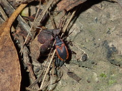 Dindymus circumcinctus