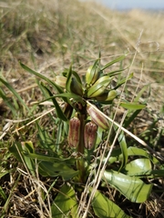 Fritillaria striata