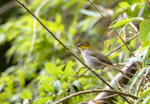Yellow-whiskered Chlorospingus (Chlorospingus parvirostris), photo 10