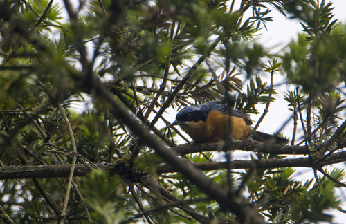 Chestnut-bellied Mountain Tanager (Dubusia castaneoventris), photo 2