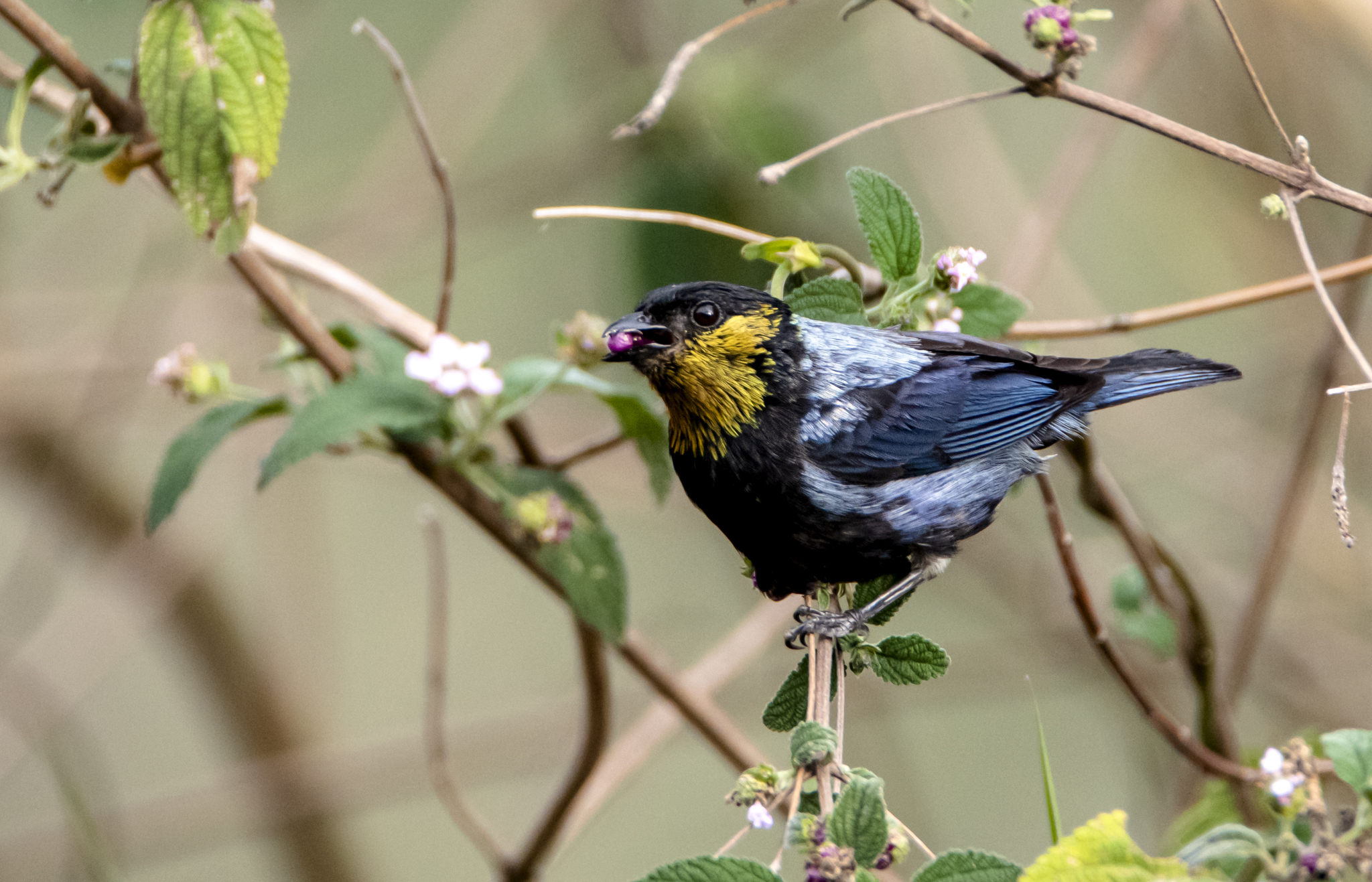 Silvery Tanager illustration