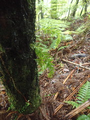 Tmesipteris sigmatifolia