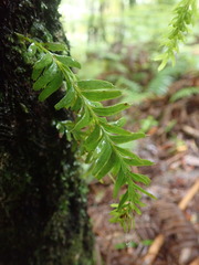 Tmesipteris sigmatifolia