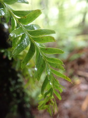 Tmesipteris sigmatifolia
