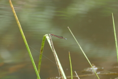Oxyagrion