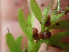 Tmesipteris sigmatifolia