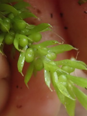 Tmesipteris sigmatifolia